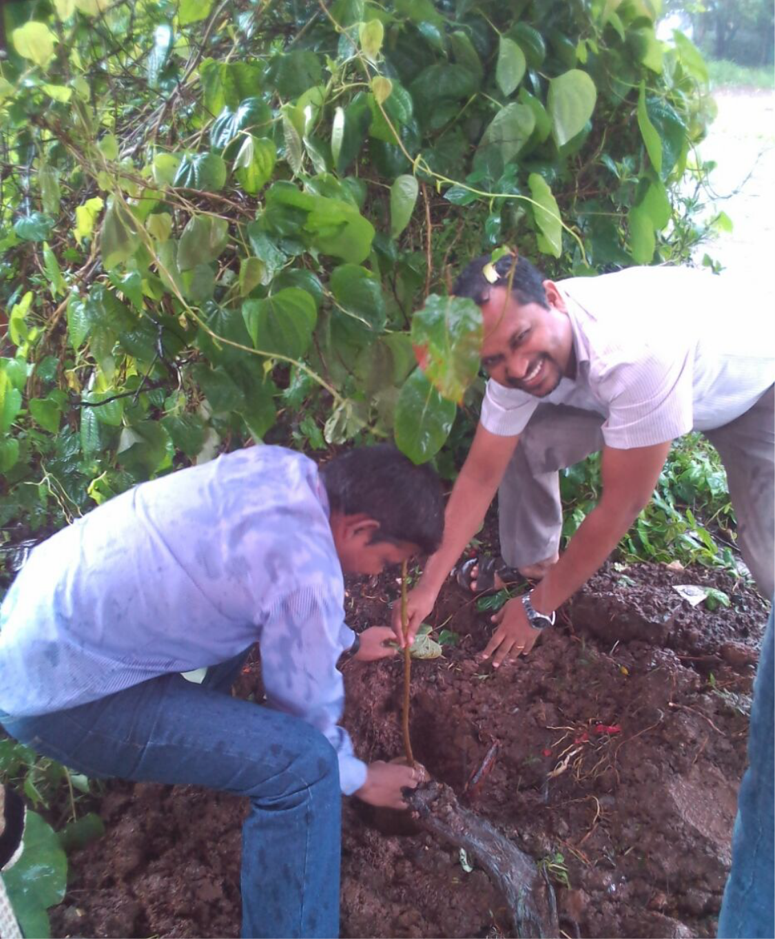 CSR Planting tree